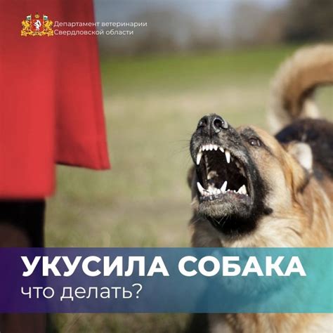 Укусила собака или любое другое непривитое от бешенства животное, что ...