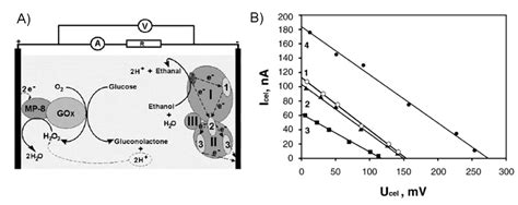 Energies Free Full Text Recent Advances In Enzymatic Fuel Cells Experiments And Modeling