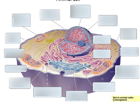 Chapter 4 Animal Cell Diagram Diagram Quizlet