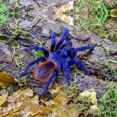 Brazilian Blue Tarantula - The Petster