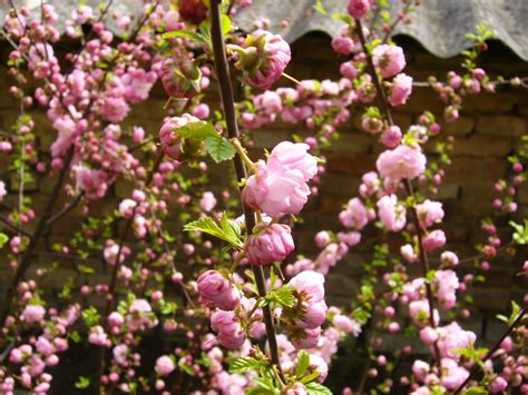 Free Images Branch Blossom Flower Petal Food Spring Produce