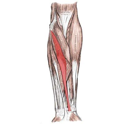 Flexor Carpi Radialis Anatomy: Origin, Insertion, Action - The Wellness ...