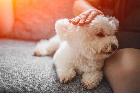 5 razas de perro que no sueltan pelo y que te sorprenderán