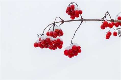 Cachos De Viburnum Cobertos De Neve Frutas Vermelhas Bagas