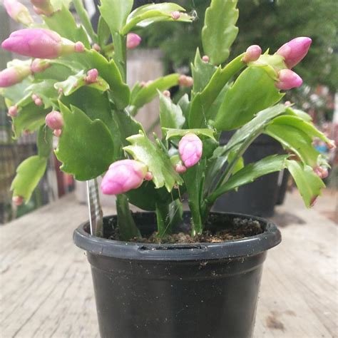 Weston Nurseries Christmas Cactus