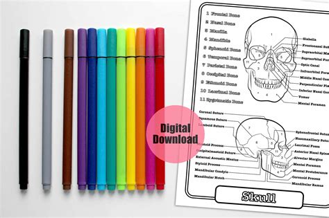 10 Anatomy Coloring Book Pages, Printable Body Worksheets, Human Study ...