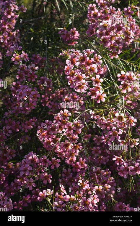 Wachsblume Chamelaucium Uncinatum Fotos Und Bildmaterial In Hoher