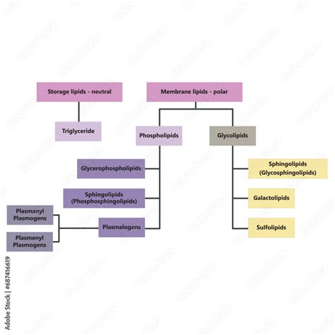 Diagram Showing Classification Of Lipids Storage Lipids Membrane