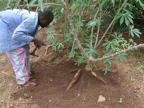 Cassava: A Plant for all times