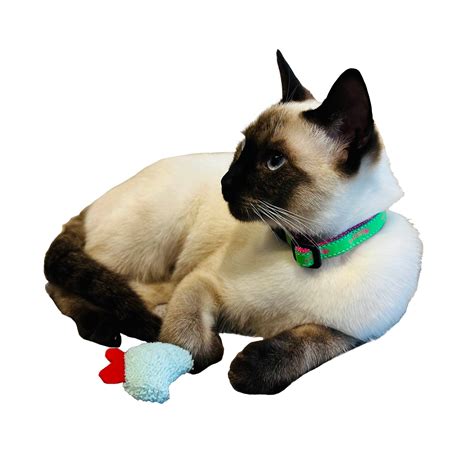 Good Dog Goods | Great Dog Essentials for Good Dogs