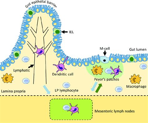 Schematic Diagram Of The Components Of The Mucosal Immune System In The Download Scientific