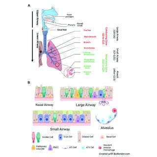 Human Airways And Major Airway Epithelial Cell Types A Anatomy The