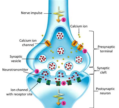 Diagram Of Synaptic Transmissi IMAGE EurekAlert Science News Releases