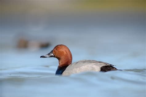 Diving Ducks (Anatidae Family) | Earth Life