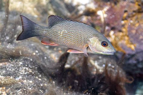 Mangrove Snapper Fish Underwater Stock Photo - Image of fish, lutjanus ...