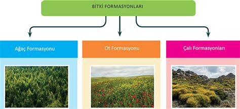 Bitki Formasyonlar N N S N Fland R Lmas Co Rafya Hocas