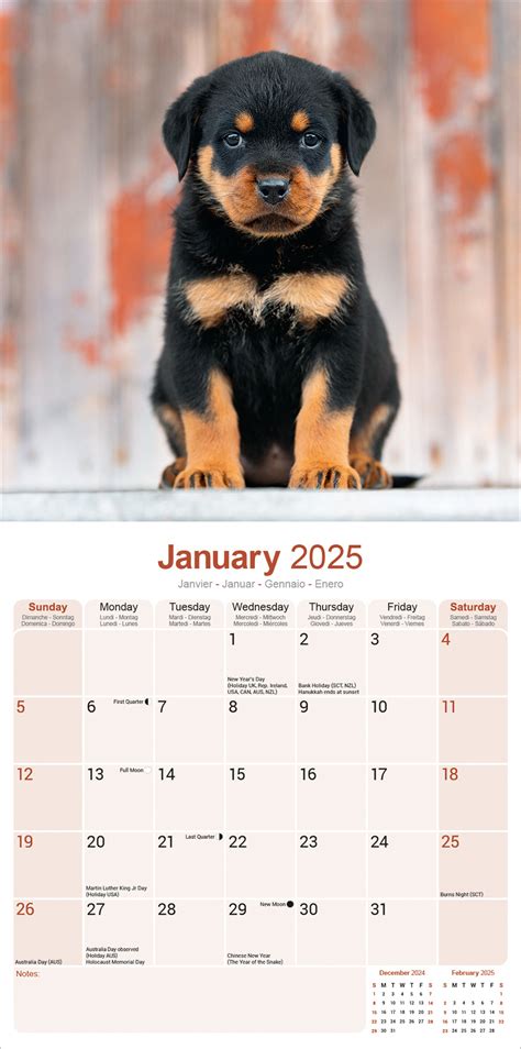 Rottweiler Puppies Kalender Kopen Bestel Eenvoudig Online