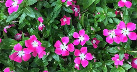 Vinca Sadabahar Gardening Tips