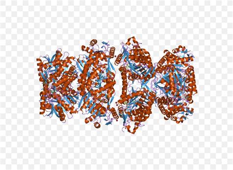 ALDH7A1 Gene Aldehyde Dehydrogenase Genome Protein, PNG, 800x600px ...