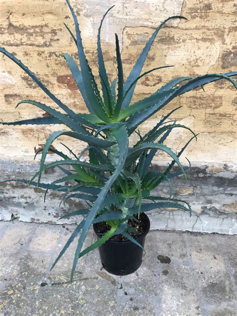 Aloe Arborescens Migliori Prezzi A Confronto Succhi Da Bere E Piante