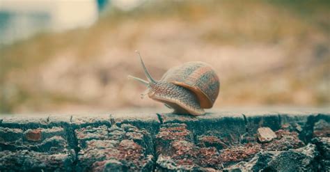 Naaktslakken Weren Tips Voor Een Slakvrije Tuin Alles Over Tuin