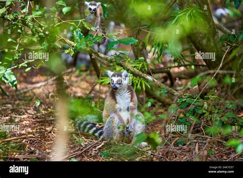 L Is For Lemur Fotograf As E Im Genes De Alta Resoluci N Alamy