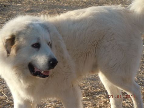 LIVESTOCK GUARDIAN DOG BLOG: "More Aggressive LGD Breeds": Is That What ...