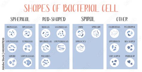 Stockvektorbilden Bacteria Classification Shapes Of Bacteria Types