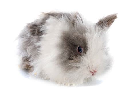 Lapin Angora - Photos et Images Libres de Droits - iStock