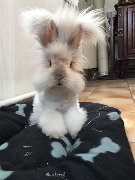 English Angora Rabbit For Sale - Rabbits Life