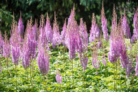 Flowering Bog Garden Plants