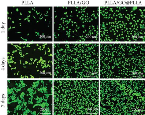 A Fluorescence Images Of Mg Cells On Plla And Its Hybrid