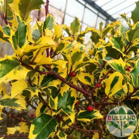 Golden Van Tol Ilex Aquifolium Golden Van Tol Stam