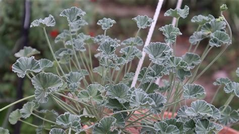 Pelargonium Sidoides Geranio Africano Cuidados Kaloba