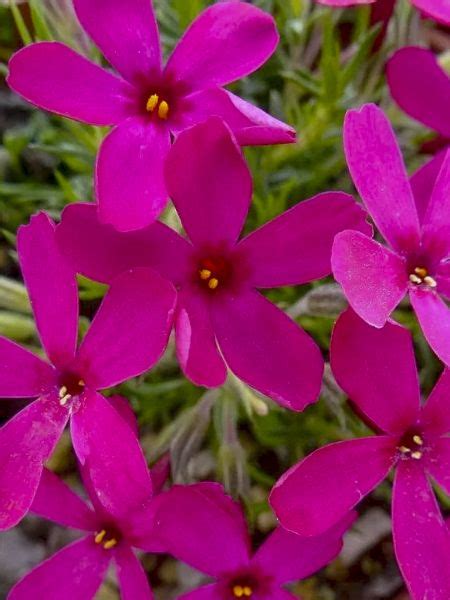 Phlox Nain Ochsenblut Phlox Douglasii Ochsenblut Le Jardin Du