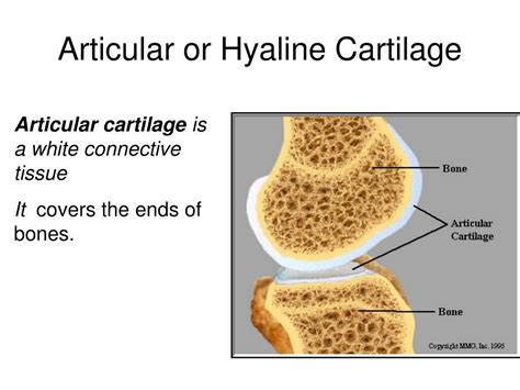 Ppt The Biomechanics Of Human Skeletal Articulations Powerpoint