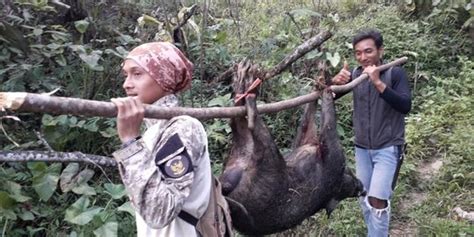 Ratusan Babi Hutan Ditemukan Mati Di Tiga Kabupaten Di Kaltara