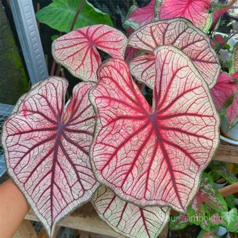 Jual Caladium Laythai Tanaman Hias Keladi Laythai Keladi Hias Laythai