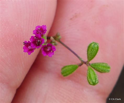 Scarlet Spiderling What S That Weed September Ecoquest Guide