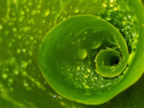 Зеленый цвет красивые картинки (50 фото) - 50 фото