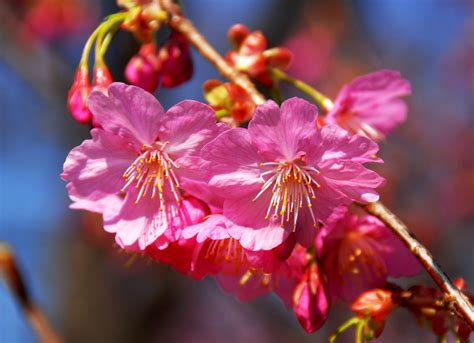 Japanese Cherry Blossoms Free Photo Download | FreeImages