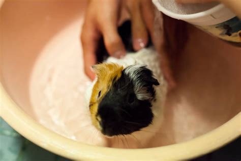 90+ Guinea Pig In Bath Stock Photos, Pictures & Royalty-Free Images ...