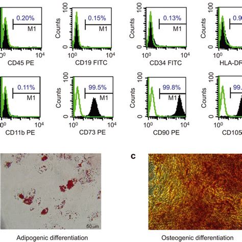 Characterization Of Uc Mscs A Flow Cytometric Analysis Of Cell Download Scientific Diagram