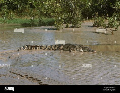 Saltwater Crocodile In The Mud Crocodylus Porosus Stock Photo Alamy