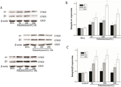 Palmitate increased the protein expression of integrin αv and integrin