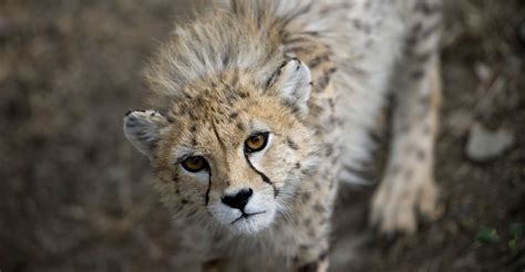 india bring   cheetah  atlantic