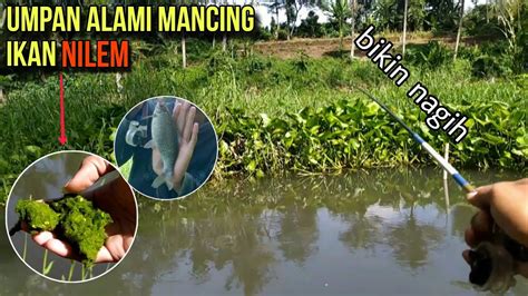 Mantap Ikannya Makan Dengan Lahap Mancing Nilem Di Sungai Irigasi