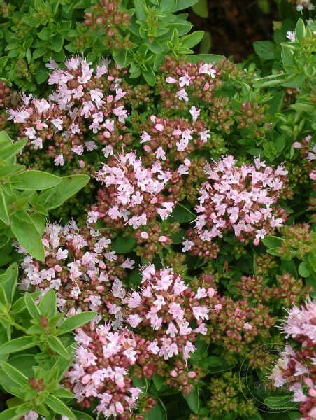 Душица обыкновенная Компактум (Origanum vulgare Compactum) купить в ...