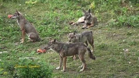 Parco Nazionale D Abruzzo La Bellezza Dei Lupi Youtube