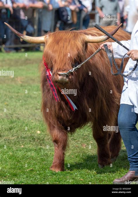 Champion Cow Hi Res Stock Photography And Images Alamy